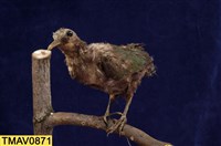 藏品(翠翼鳩)的圖片